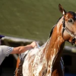 Track Phantom Horse