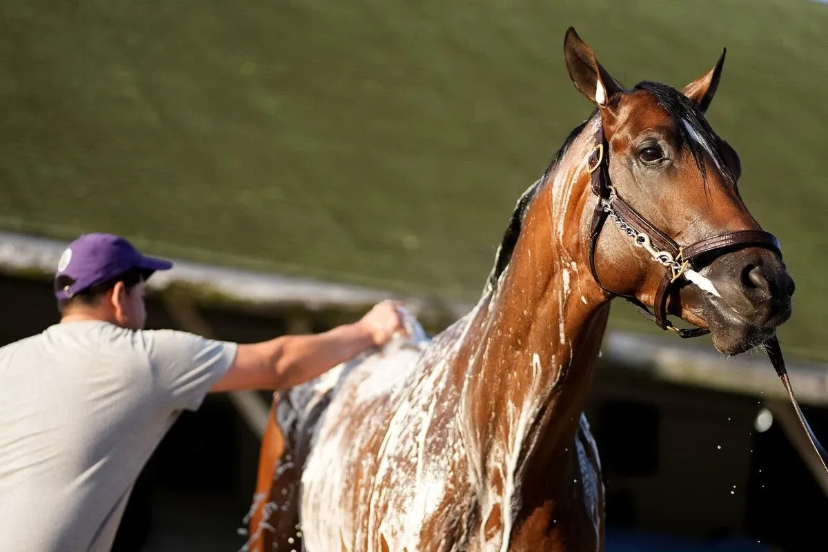 Track Phantom Horse