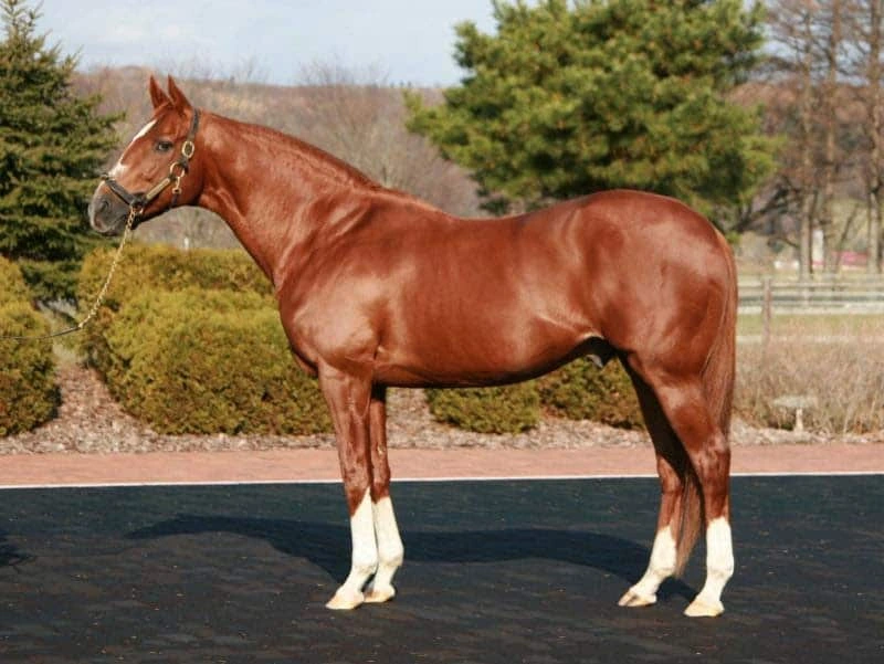 Track Phantom Horse Kentucky Derby Track Phantom Horse Kentucky Derby