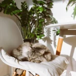 Why Do Cats Sleep So Much