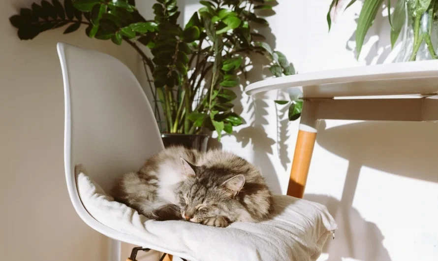 Why Do Cats Sleep So Much? Understanding Feline Sleep Habits