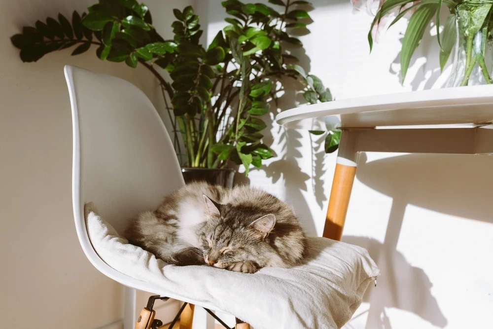 Why Do Cats Sleep So Much Why Do Cats Sleep So Much