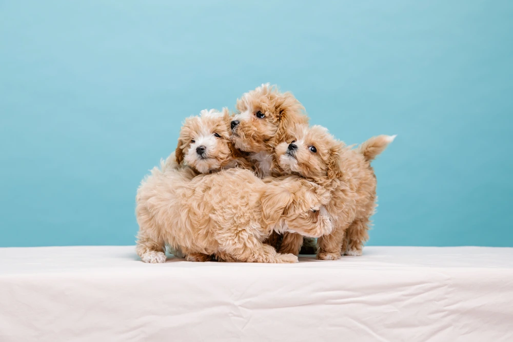 best poodle mix breeds best poodle mix breeds