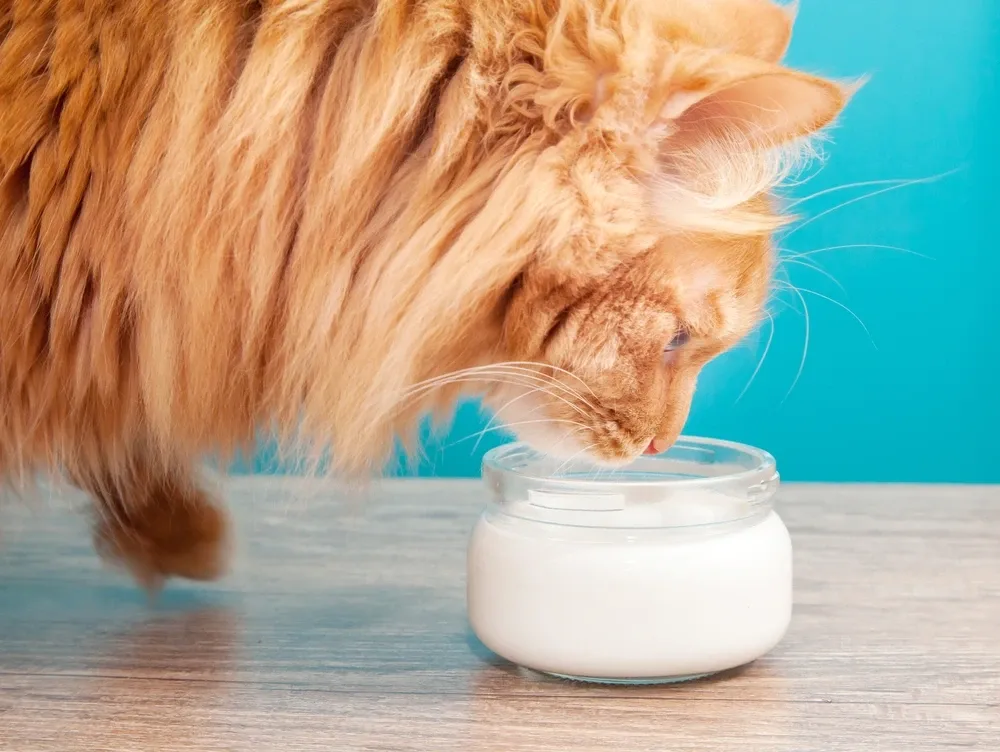 how to treat lactose intolerance in cats how to treat lactose intolerance in cats