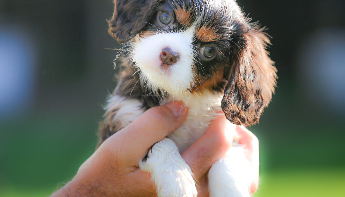 Cavalier Breed