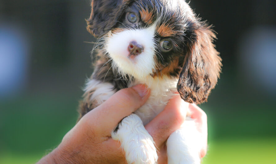 Is the Cavalier Breed in Crisis? One Club Thinks It Has the Answer