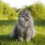 Why Choose A Domestic Long Hair Cat?