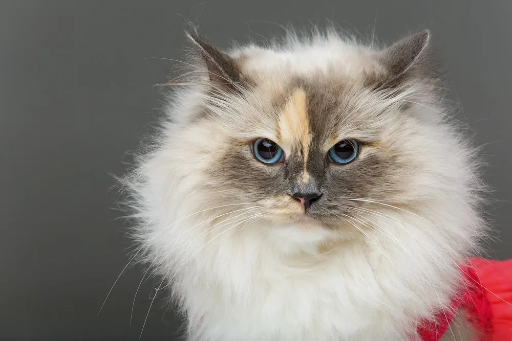 Domestic Long Hair Cat Lifespan Domestic Long Hair Cat Lifespan