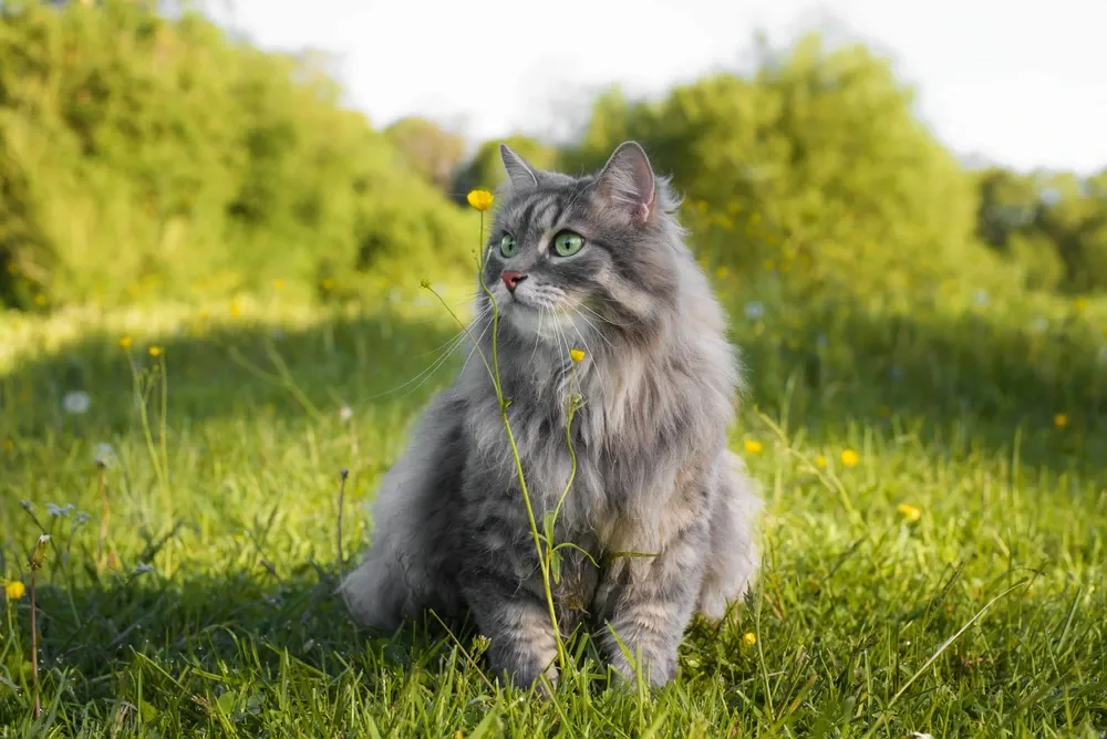 Domestic Long Hair Cat Domestic Long Hair Cat