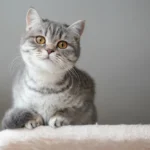 Domestic Shorthair Cat