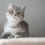 Is the Domestic Shorthair Cat the Perfect Pet for Your Home?