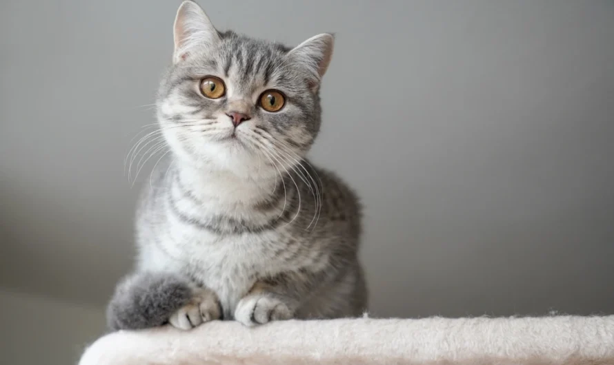Is the Domestic Shorthair Cat the Perfect Pet for Your Home?