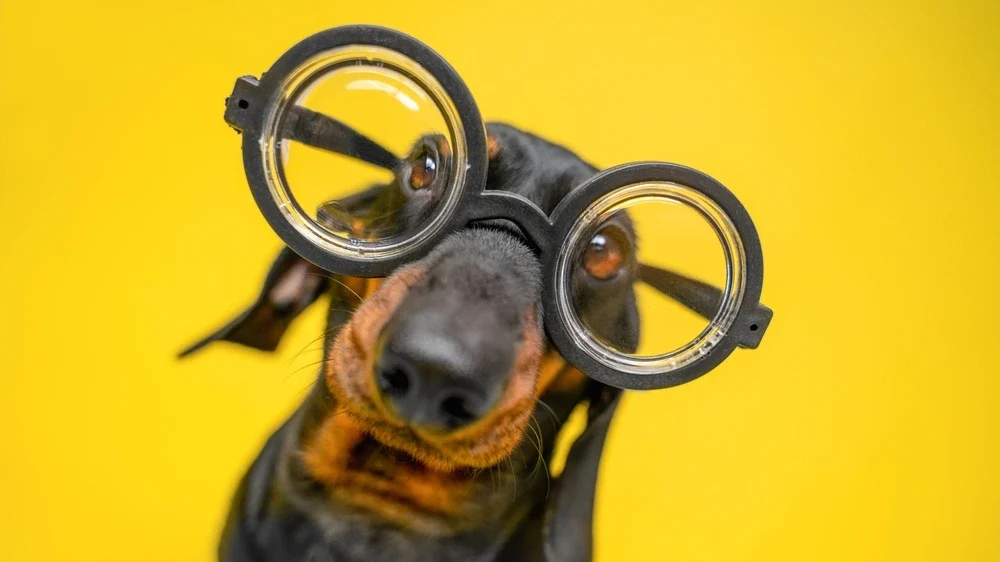 Dumbest Dog Breeds edited Dumbest Dog Breeds