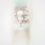 Fading Kitten Syndrome