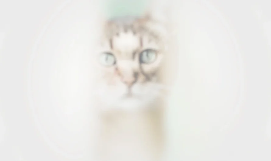 Is Fading Kitten Syndrome Killing Your Kitten?