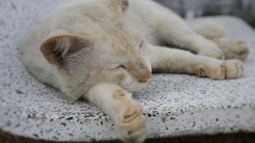 Fading Kitten Syndrome Treatment Fading Kitten Syndrome Treatment