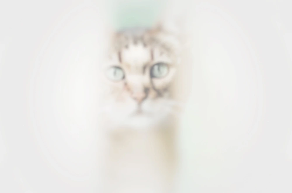 Fading Kitten Syndrome Fading Kitten Syndrome