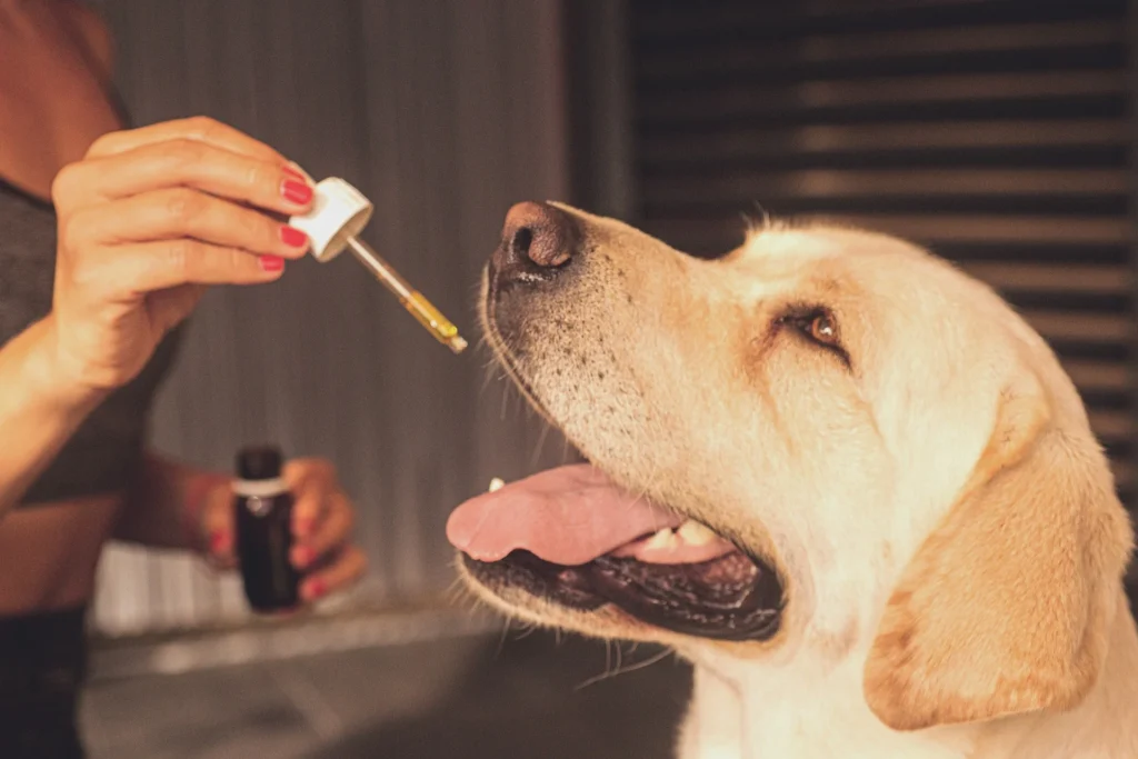 Is CBD Safe and Legal for Pets in the UK Is CBD Safe and Legal for Pets in the UK