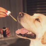 Is CBD Safe and Legal for Pets in the UK