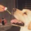 Is CBD Safe and Legal for Pets in the UK?