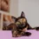 What Makes The Tortoiseshell Cat So Unique?
