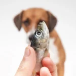 Can Dogs Eat Tuna