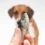 Can Dogs Eat Tuna Safely?