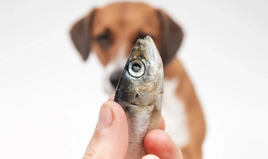 Can Dogs Eat Tuna Safely?