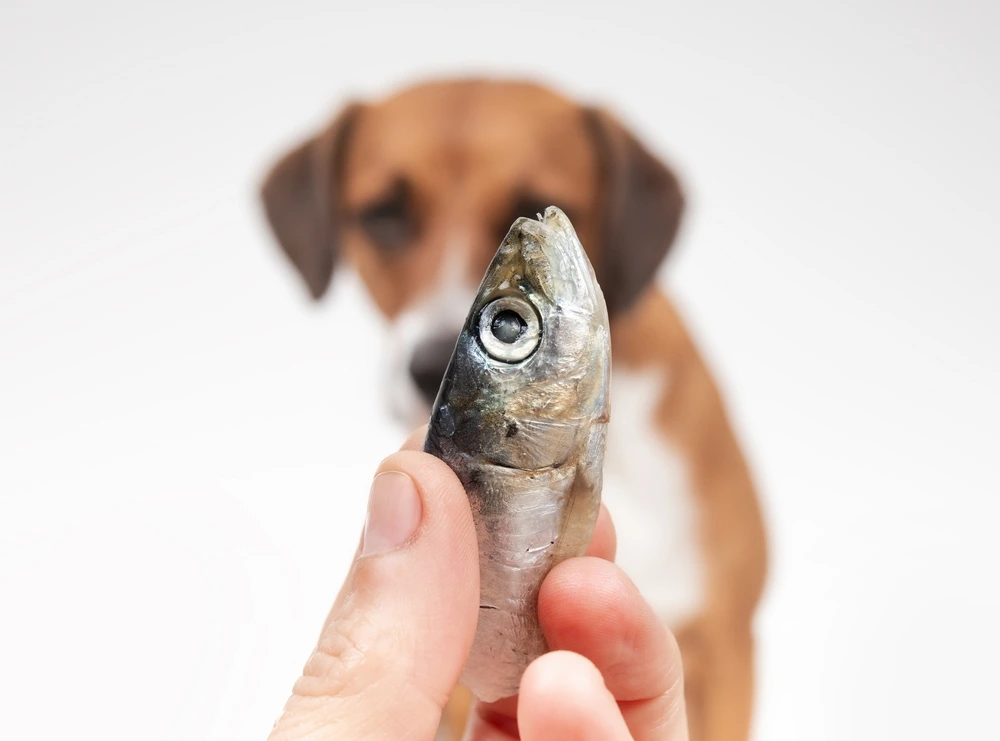 Can Dogs Eat Tuna