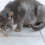 Do Cats Eat Mice? Understanding the Natural Hunting Instincts of Cats