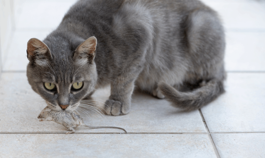 Do Cats Eat Mice? Understanding the Natural Hunting Instincts of Cats