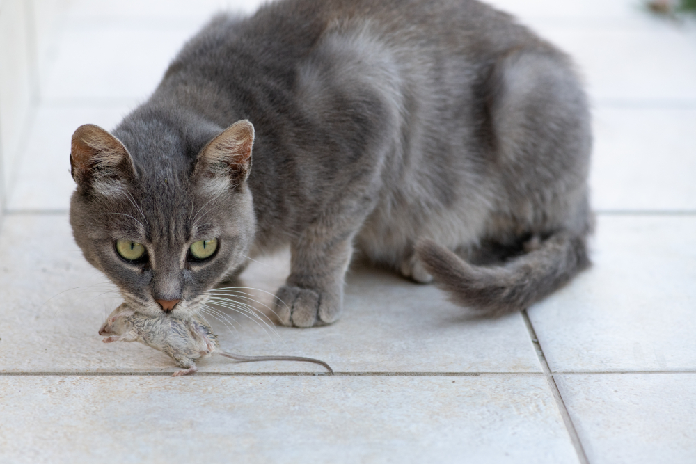 cat grabbing mouse in her mouth