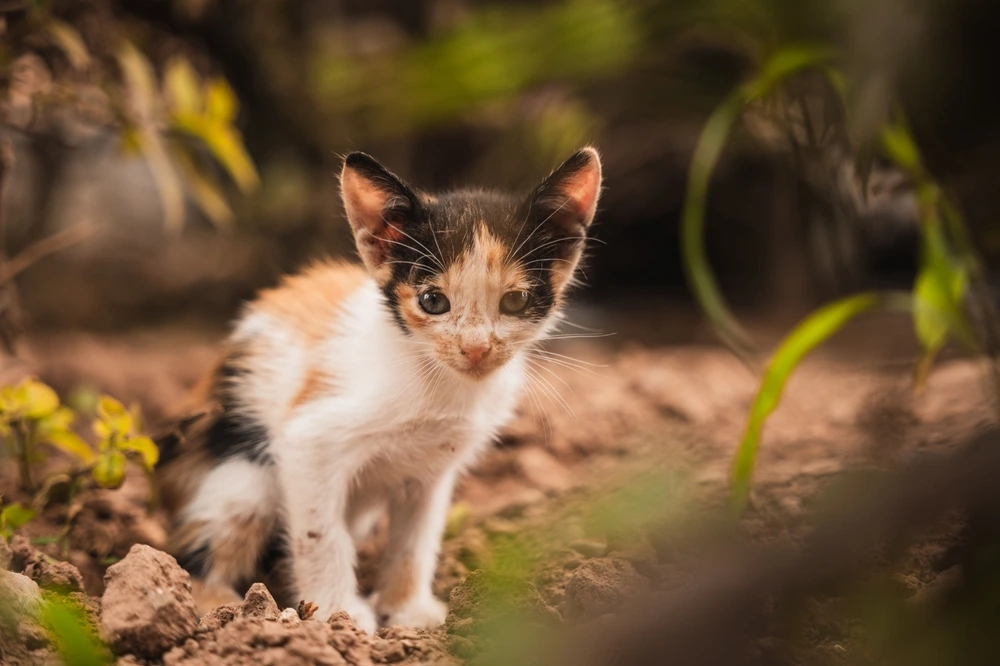 Dark Calico Dark Calico