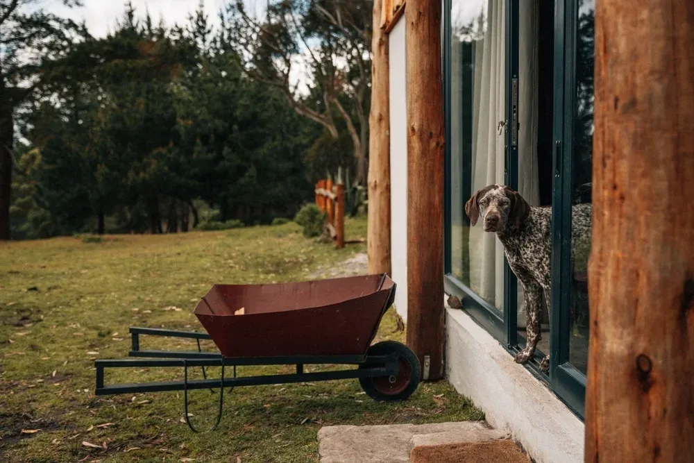 German Shorthaired Pointer Temperament