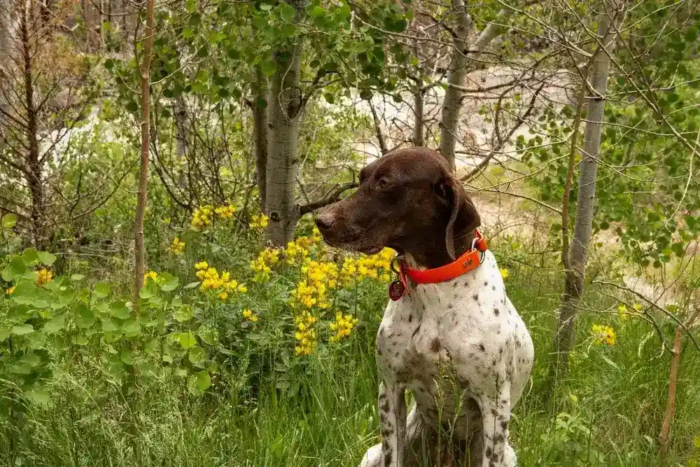 German Shorthaired Pointer