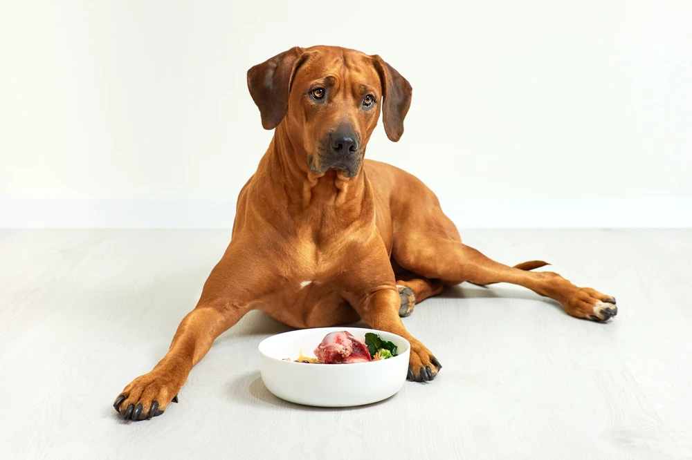Mixing Tuna With Dog Food