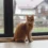 Orange Tabby Cat: Personality, Lifespan, and Unique Traits