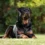 Rottweiler Lifespan: How Long Do Rottweilers Live?