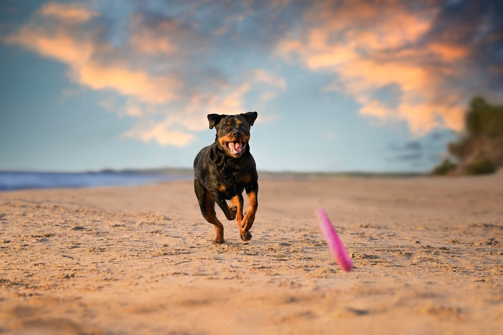 Rottweilers Can Live Past 8–10 Years Rottweilers Can Live Past 8–10 Years