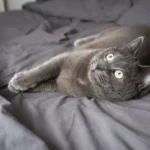 Russian Blue Cat