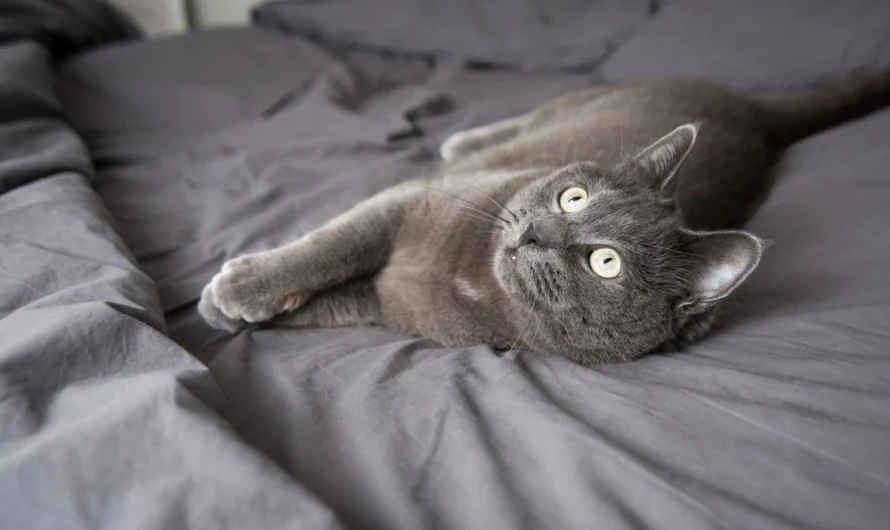 Mysterious Elegance: Is the Russian Blue Cat Your Ideal Pet?