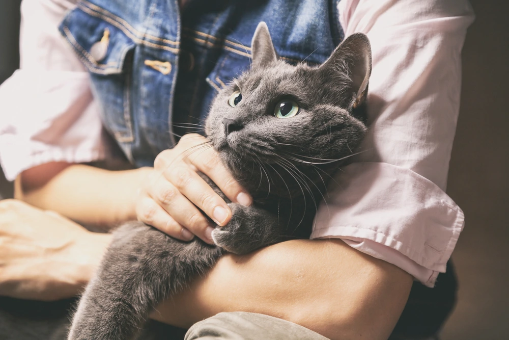 Russian Blue Characteristics Russian Blue Characteristics