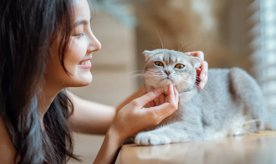 Meet the Scottish Fold Cat: The Cutest Ears in the Cat World