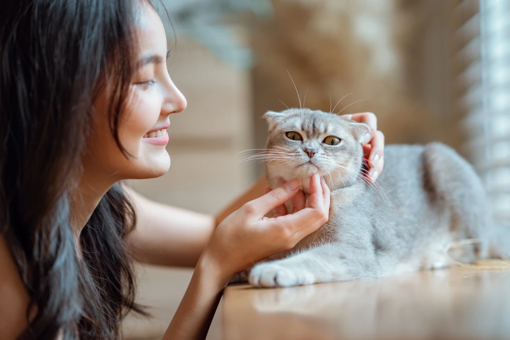 Scottish Fold Cat