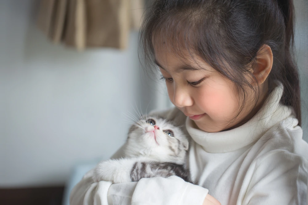 Scottish Fold Personality