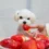 Can Dogs Eat Strawberries? A Complete Guide for Pet Owners