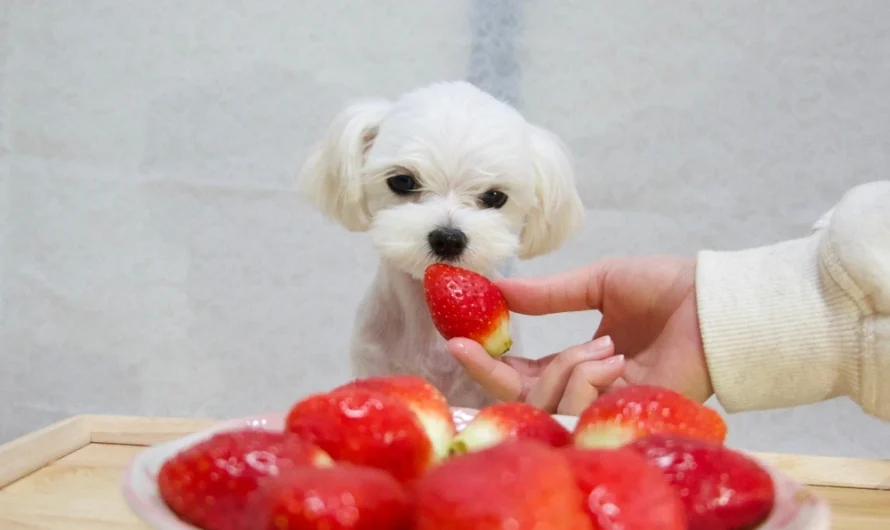 Can Dogs Eat Strawberries? A Complete Guide for Pet Owners