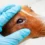 Dog Eye Infection Guide: Symptoms and Care