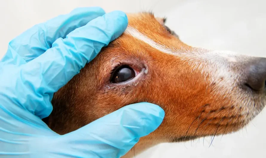 Dog Eye Infection Guide: Symptoms and Care