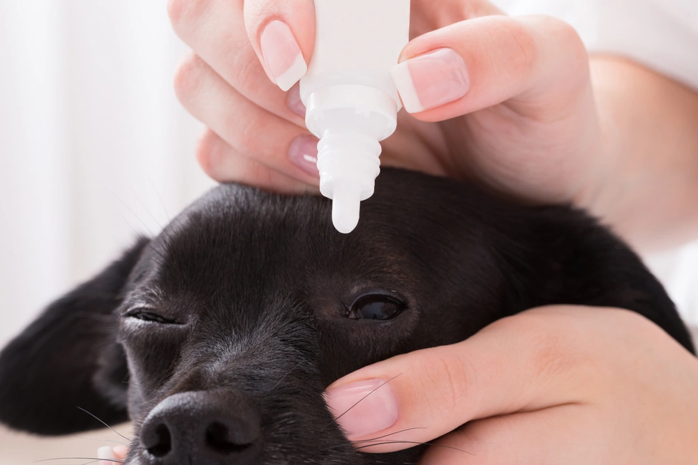 Dog Eye Infection Treatment